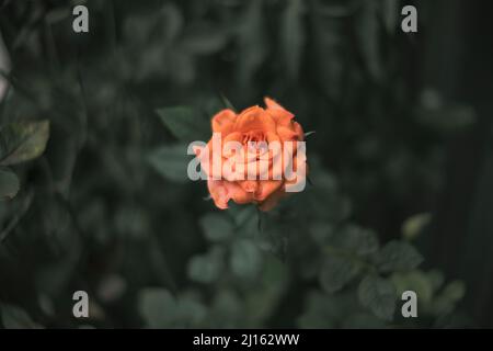 Wunderschöne Rosen, die in der Morgensonne schimmern, die Rose blüht in der Morgensonne im schönen Garten Stockfoto