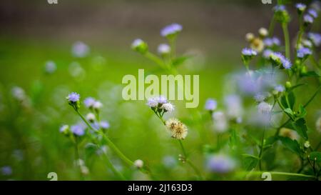 wildblumen im Wald Bokeh Stockfoto