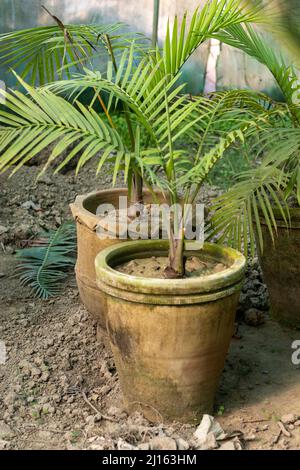 Areca-Palme, Bambuspalme, goldene Rohrpalme oder gelbe Palme in Töpfen Stockfoto