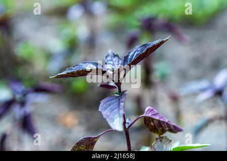 Blätter von reifen lila Basilikum Nahaufnahme im Garten. Ocimum basilicum. Stockfoto