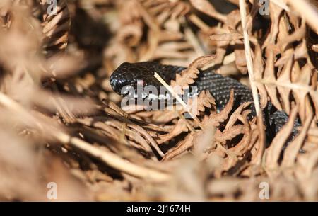 Eine seltene melanistische (schwarze) Adder, Vipera berus, gerade aus dem Winterschlaf, der sich in der Morgensonne sonnt. Stockfoto