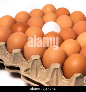 Braun Weiß Frische Hühnereier in Pappe Container auf weißem Hintergrund Stockfoto