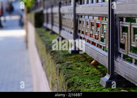 Dekorativer Metallzaun in Blumen auf einer Betonkanone, die perspektivisch mit Moos bedeckt ist Stockfoto