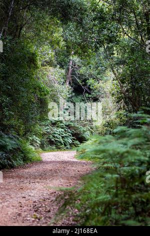 Eine unbefestigte Straße, die durch den dichten Wald führt, mit Licht, das hinten leuchtet Stockfoto