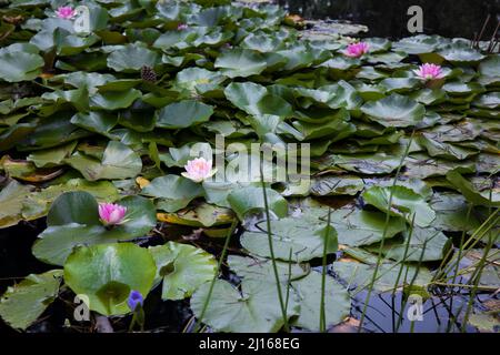 Ein Teich gefüllt mit rosa Seerosen und ihren großen grünen Blättern Stockfoto