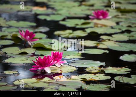 Ruhiger Teich mit dunkelrosa Seerosen, die die Wasseroberfläche bedecken Stockfoto