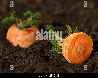 Karottenabschnitte im Boden sprießen wieder grün, Pflanzenvermehrung durch Nachwachsen, Recycling von Pflanzenabfällen Stockfoto