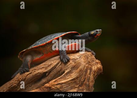 Pseudemys rubriventris, Schildkröte im natürlichen Lebensraum. Rote nordamerikanische Rotbauchschildkröte auf dem Baumstamm im Fluss. Schildkröte in der Natur ha Stockfoto