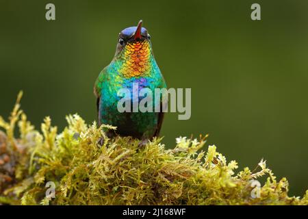 Rot glänzender Vogel. Feurig-kehliger Kolibri, Panterpe insignis, farbenfroher Vogel, der auf dem Ast sitzt. Berg helles Tier aus Costa Rica. Stockfoto