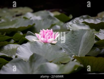 Eine leuchtend rosa Seerose, die von großen, tiefgrünen Blättern umgeben ist Stockfoto