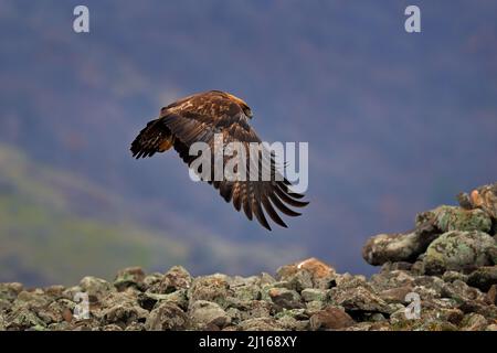 Östliche Rhodopen Felsen mit Adler. Fliegender Greifvogel Steinadler mit großer Spannweite, Foto mit Schneeflocken im Winter, Steinberg, Rhodope M Stockfoto