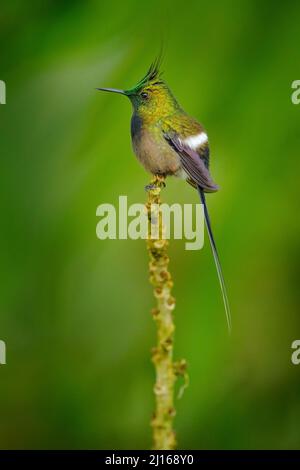 Drahtrand-Kammschwanz, Discosura popelairii, Kolibri aus Kolumbien, Ecuador und Peru. Schöner Vogel mit Kamm, der in den grünen Tropenforen sitzt Stockfoto