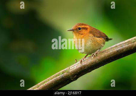 Bergzackentrüler, Troglodytes solstitialis, Sumaco in Ecuador. Kleiner winziger Vogel im Naturwald-Lebensraum. Kleiner Zaunkönig auf dem Ast sitzend, klarer gre Stockfoto