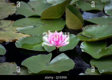 Eine rosa Seerose, die auf dem Wasser wächst und von leuchtend grünen Blättern umgeben ist Stockfoto