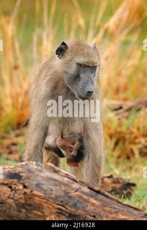 Affe, junges Junge. Chacma Pavian, Papio ursinus, Affe aus Moremi, Okavango Delta, Botswana. Wildes Säugetier im natürlichen Lebensraum. Affen füttern Früchte Stockfoto