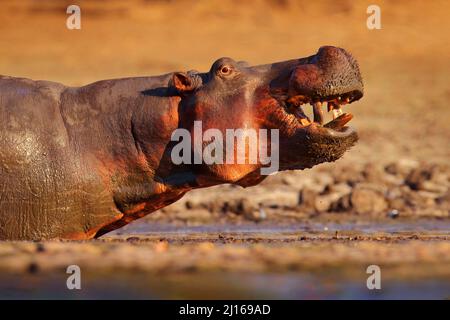 Nilpferd mit offenem Mund Schnauze mit Forellen, gefährdete Tiere im Wasser. Mana Pools NP, Simbabwe. Detail Porträt von Nilpferd Kopf. Hippopotamus amphibius Stockfoto