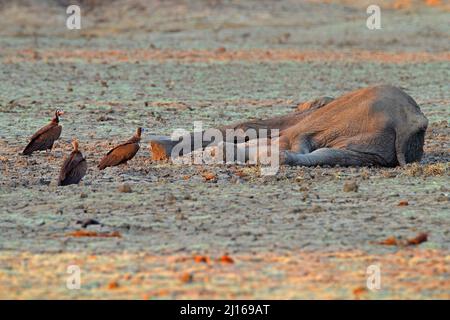 Toter Elefant mit Geiern, Vogelverhalten in der Natur. Elefantenkadaver in trockenem See, seeoisch ohne Wasser, Mana Pools NP, Simbabwe in Afrika. Stockfoto