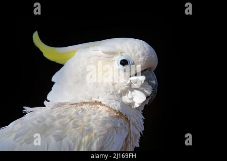 Weißes Papageienporträt. Leadbeater-Kakadu, Cacatua leadbeateri, weißer Papagei im natürlichen Lebensraum. Vogel aus dem wilden Australien. Weißes Tier aus Stockfoto