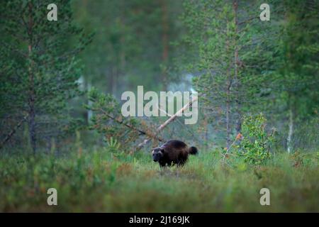 Wolverine läuft in der finnischen Taiga. Wildlife-Szene aus der Natur. Seltenes Tier aus Nordeuropa. Wilder Vielfraß im Sommerrasen. Wildlife Europe. Stockfoto