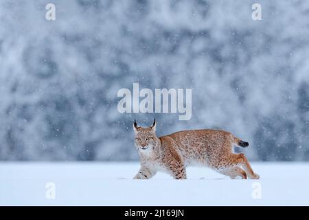 Schnee Natur. Lynx Face Walk. Winterwildleben in Europa. Lynx im Schnee, verschneiten Wald im Februar. Wildlife-Szene aus der Natur, Slowakei. Winterwildl Stockfoto