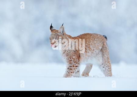 Schnee Natur. Lynx Face Walk. Winterwildleben in Europa. Lynx im Schnee, verschneiten Wald im Februar. Wildlife-Szene aus der Natur, Slowakei. Winterwildl Stockfoto