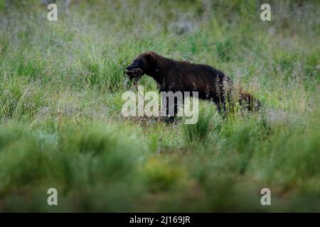 Wolverine läuft in der finnischen Taiga. Wildlife-Szene aus der Natur. Seltenes Tier aus Nordeuropa. Wilder Vielfraß im Sommerrasen. Wildlife Europe. Stockfoto