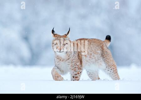 Schnee Natur. Lynx Face Walk. Winterwildleben in Europa. Lynx im Schnee, verschneiten Wald im Februar. Wildlife-Szene aus der Natur, Slowakei. Winterwildl Stockfoto