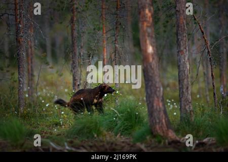 Wolverine läuft in der finnischen Taiga. Wildlife-Szene aus der Natur. Seltenes Tier aus Nordeuropa. Wilder Vielfraß im Sommerrasen. Wildlife Europe. Stockfoto