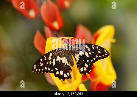 Papilio demodocus, Zitrusschwalbenschwanz oder Weihnachtsschmetterling auf der roten und gelben Blume im Naturlebensraum. Schönes Insekt aus Tansania in AFR Stockfoto