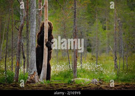 Bär versteckt in gelbem Wald. Herbstbäume mit Bär, Gesicht Porträt. Schöner Braunbär, der um den See läuft, Herbstfarben, rumänische Tierwelt. Stockfoto