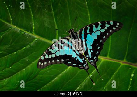 Graphium antheus, großer gestreifter Schwertschwanz, Schmetterlingsgrom Papilionidae (Schwalbenschwänze), in tropischem und subsaharischem Afrika gefunden. Schönes Insekt aus Stockfoto