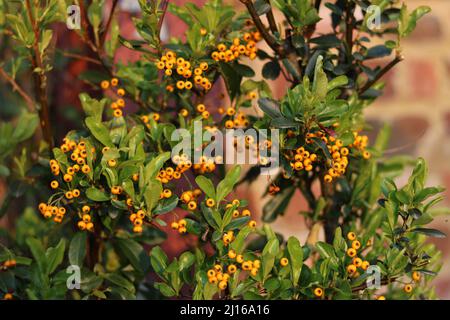 Vollbildbild des Cotoneasters mit orangen Beeren an der Ziegelwand Stockfoto