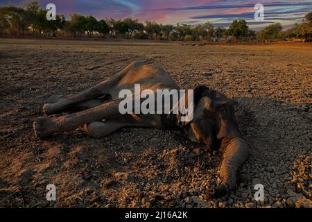 Afrikanischer Elefantenkadaver, Trockenzeit in der Natur. Toter Elefant im Mana Pools NP, Simbabwe in Afrika. Großes Tier im alten Wald, Abendlicht, Sonnenuntergang. Stockfoto