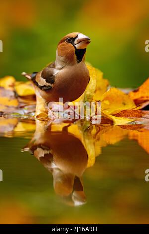 Herbstwildfie. Hagefinch, Coccothraustes Coccothraustes, brauner singvögel, der im orangefarbenen Gelb sitzt, verlassen den Lebensraum der Natur. Niedlicher Vogel in der Nähe des wo Stockfoto