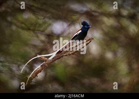 Sehr langer Schwanzvogel. Indisches Paradies Fliegenfänger, Terpsiphone paradisi, in der Natur Lebensraum, Yala Nationalpark, Sri Lanka. Schöner Vogel mit langem Stockfoto