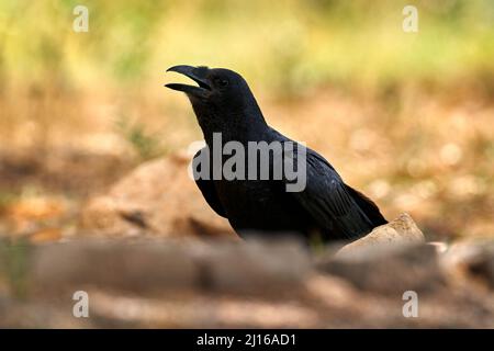 Fächerschwanzraven, Corvus rhipidurus, großer schwarzer Vogel im Naturlebensraum, Lake Awassa in Äthiopien. Raven sitzt auf der Schotterstraße mit offenem Schnabel, s Stockfoto