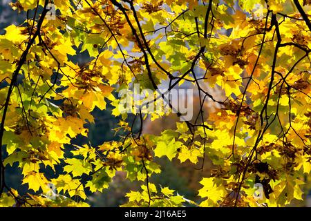 Ahornblätter an den Ästen im Herbstwald. Stockfoto