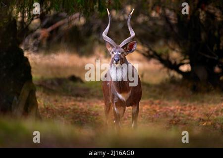 Mountain Nyala, Tragelaphus buxtoni oder Balbok Antilope in der Natur Lebensraum. Großes wildes Tier im Bale Mountains NP, in Äthiopien. Seltenes endemisches Tier Stockfoto