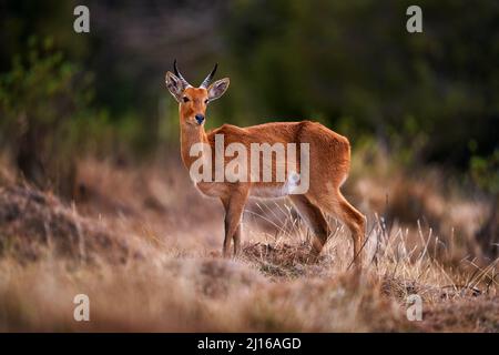 Bohor reedbuck, Redunca redunca, Antilope im Naturlebensraum. Großes wildes Tier im Bale Mountains NP, in Äthiopien. Seltenes endemisches Tier aus dem Osten AFR Stockfoto