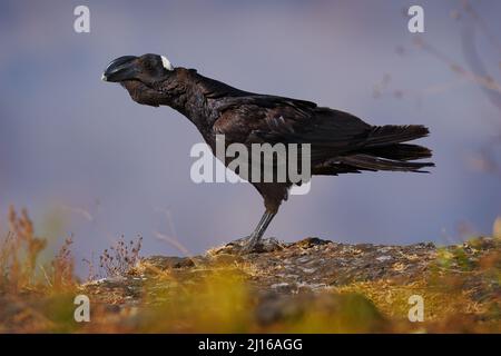 Dickschnabelraven, Corvus crassirostris, endemischer schwarzer Vogel in der Bergwüste im Simien Mountains NP, Äthiopien. Tierverhalten in Afrika. Wind ein Stockfoto