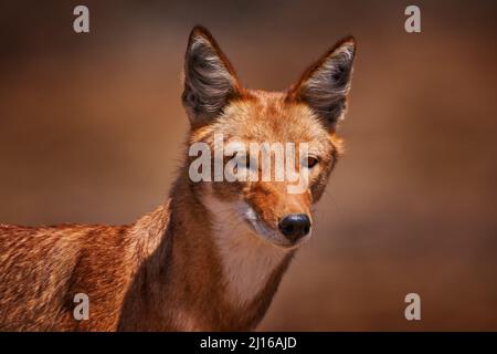 Äthiopischer Wolf, Canis simensis, in der Natur. Bale Mountains NP, Äthiopien. Seltene endemische Tierporträt Afrika. Wildtiere Natur aus Äthiopien. Orange Stockfoto