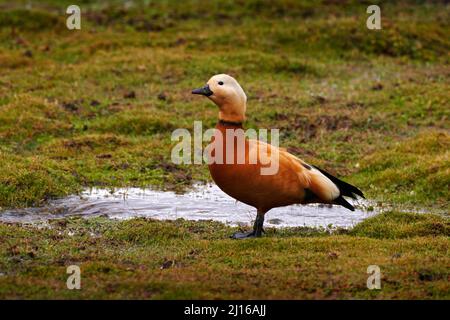 Ruddy Shelduck, Tadorna ferruginea, in Indien bekannt Brahminy Ente. Seltene endemische Vogel aus Bale Montains NP in Äthiopien. Zwei Vögel, Paar, Paarung in der Stockfoto