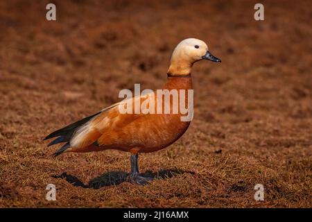 Ruddy Shelduck, Tadorna ferruginea, in Indien bekannt Brahminy Ente. Seltene endemische Vogel aus Bale Montains NP in Äthiopien. Zwei Vögel, Paar, Paarung in der Stockfoto