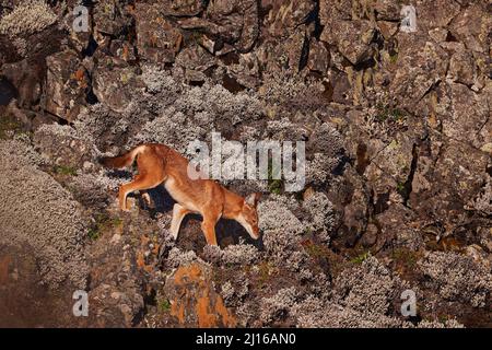 Äthiopischer Wolf, Canis simensis, in der Natur. Bale Mountains NP, in Äthiopien. Seltenes endemisches Tier aus Ostafrika. Wildtiere Natur aus Äthiopien. Oder Stockfoto