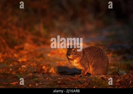 Baumhyrax, Dendrohyrax arboreus, niedliches seltenes Tier auf der Waldstraße im Bale Mountains NP, Äthiopien. Hyrax mit schönem Abendlicht. Widlife Nat Stockfoto