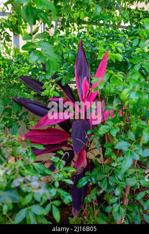 Rote Cordyline Blätter in der Nähe im Garten- Cordyline fruticosa, Cordyline terminalis oder Ti Pflanze. Nahaufnahme. Stockfoto