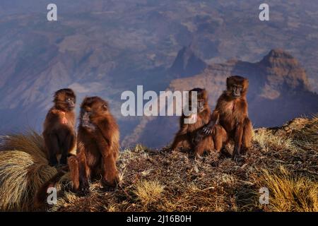 Gruppe junger Affen auf den Hügeln. Gelada Baboon, Thermopithecus gelada, Simien Mountains NP, Affenverhalten, aus Äthiopien. Niedliches Tier Stockfoto