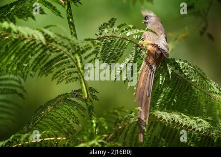 Gesprenkelte Mausvögel, Colius striatus, Vogel mit langem Schwanz sitzt auf den grünen Blättern in der Natur Lebensraum, Lake Awassa, Äthiopien in Afrika. Mausvögel Stockfoto