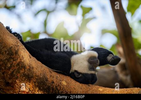 Affen ruhen Entspannung Pause auf dem Baumstamm. Schwarz-weißer Kolobusaffen aus dem Harenna Forest, Bale Mountains NP, in Äthiopien. Gueraza schläft, Stockfoto