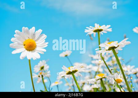 Sommerfeld mit weißen Gänseblümchen am blauen Himmel Stockfoto